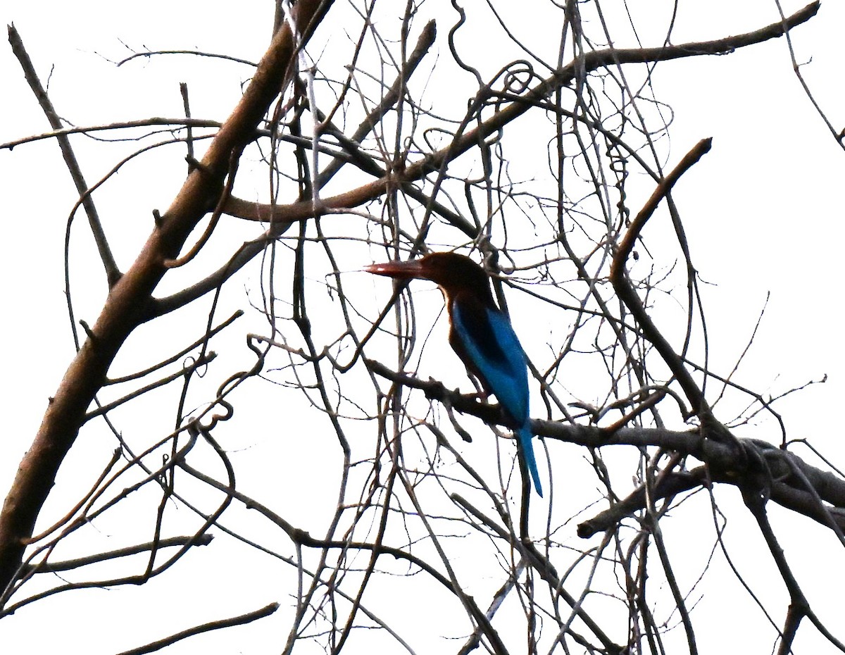 שלדג לבן-חזה - ML644645863