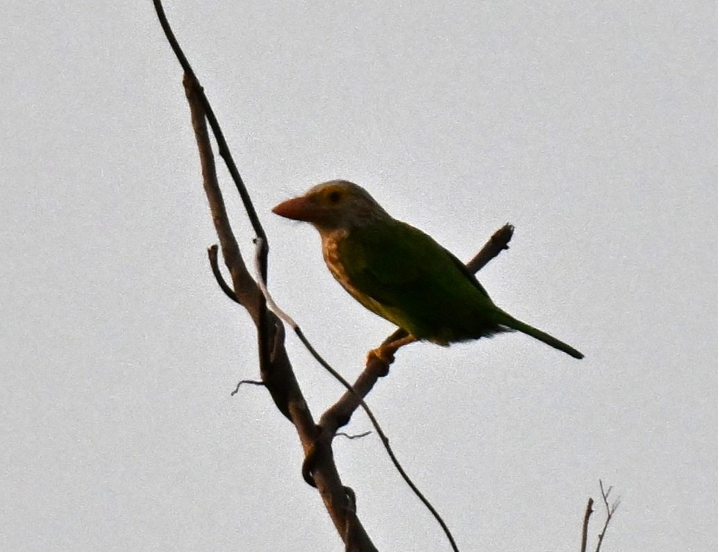 Lineated Barbet - ML644645864