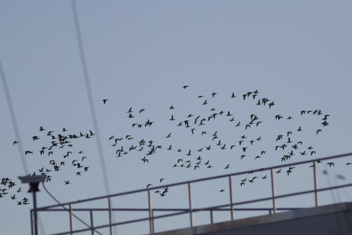 Хар толгойт галуу - ML644645875