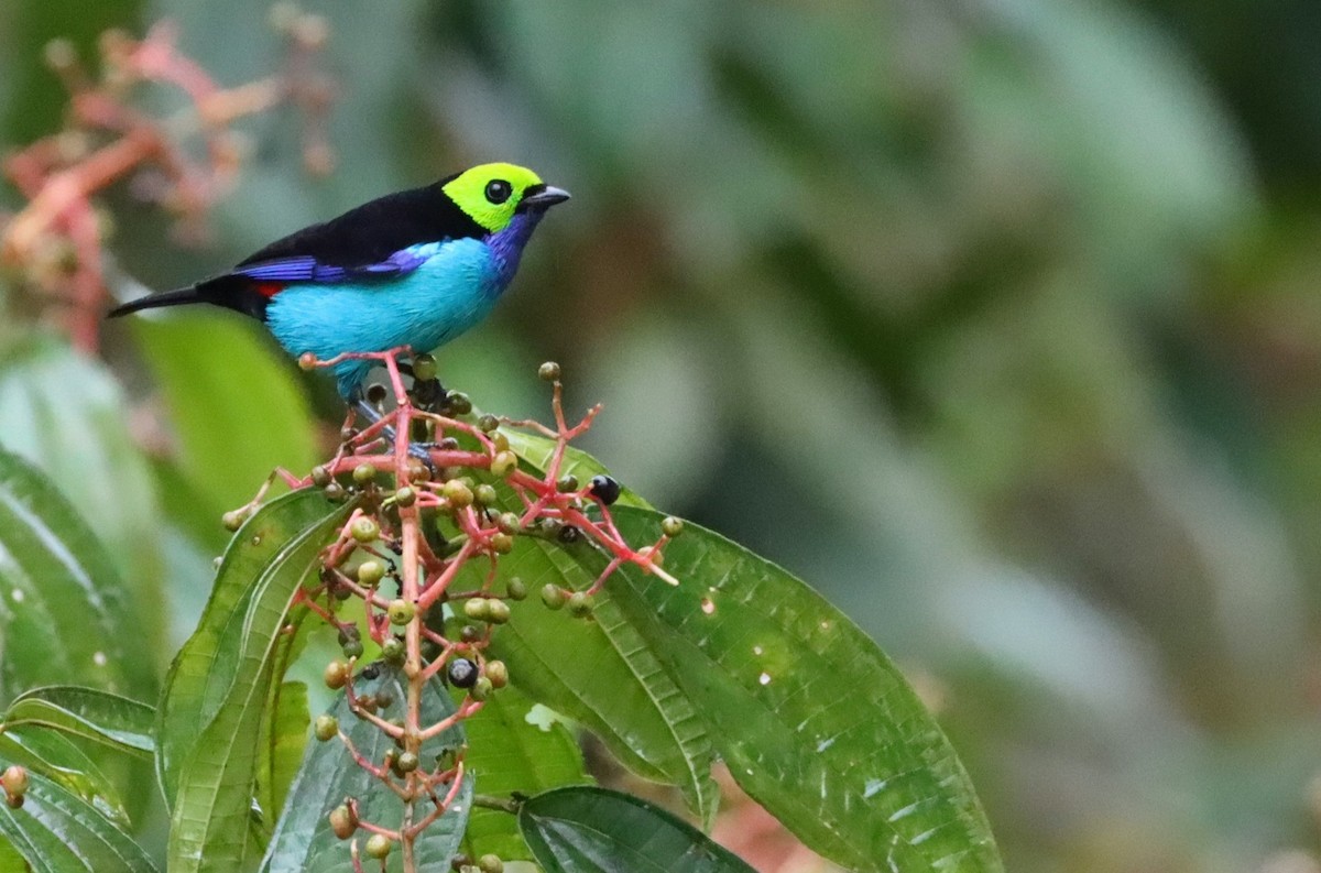 Paradise Tanager - ML644645876