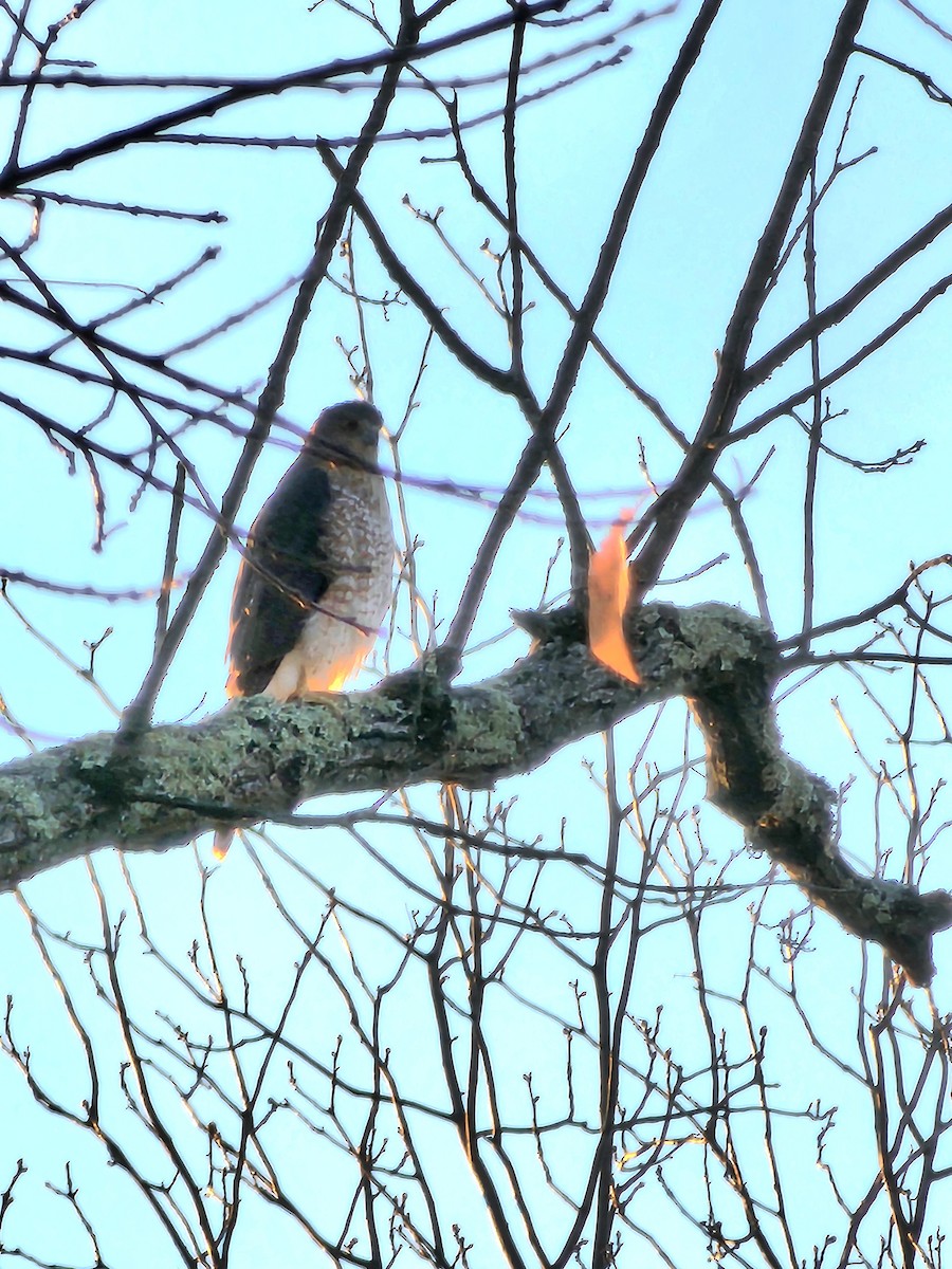 Cooper's Hawk - ML644645892