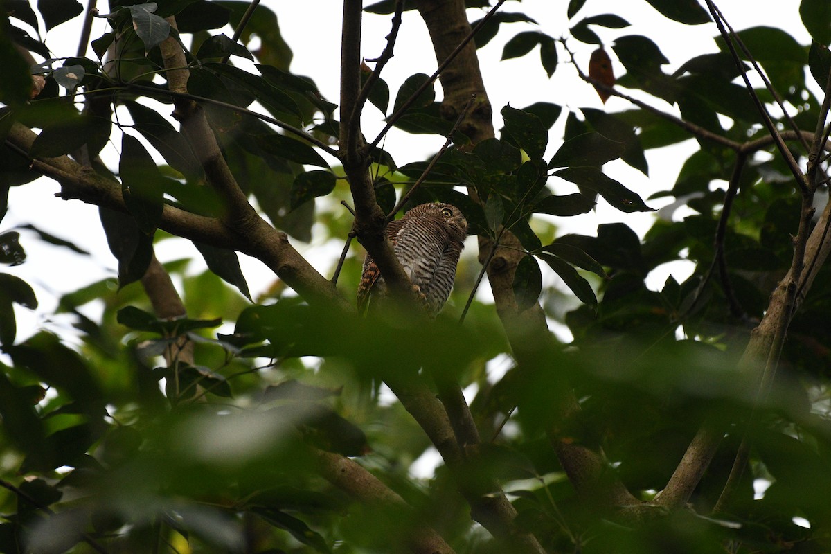 Jungle Owlet - ML644645896