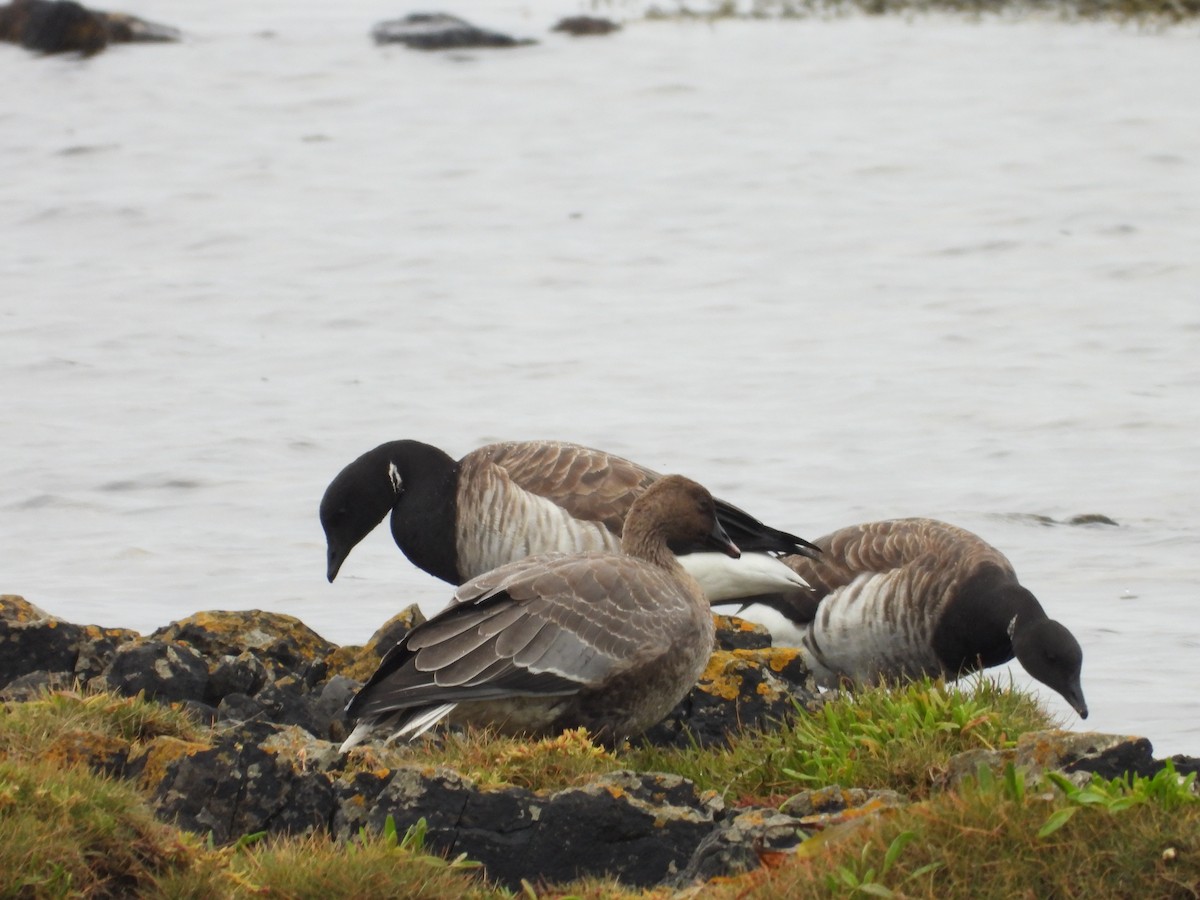 Pink-footed Goose - Lindsay Rowe