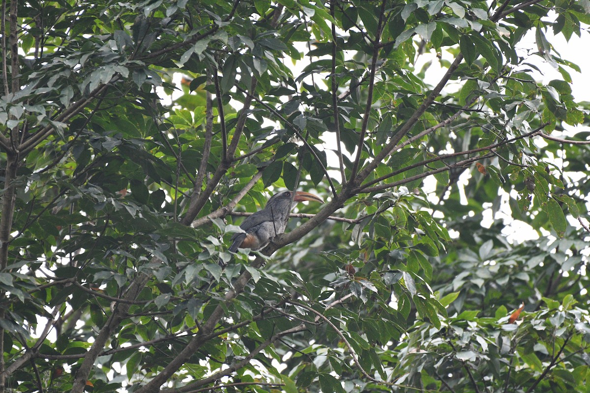 Malabar Gray Hornbill - ML644645904