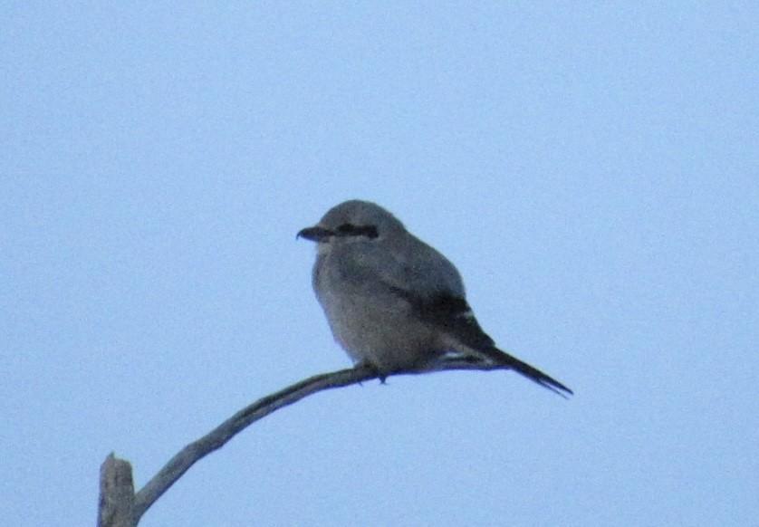 ťuhýk severní - ML644645915