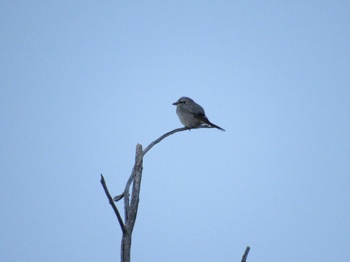 ťuhýk severní - ML644645916