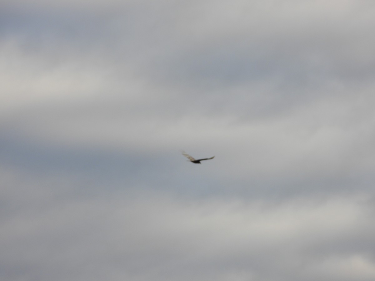 Turkey Vulture - ML644645923