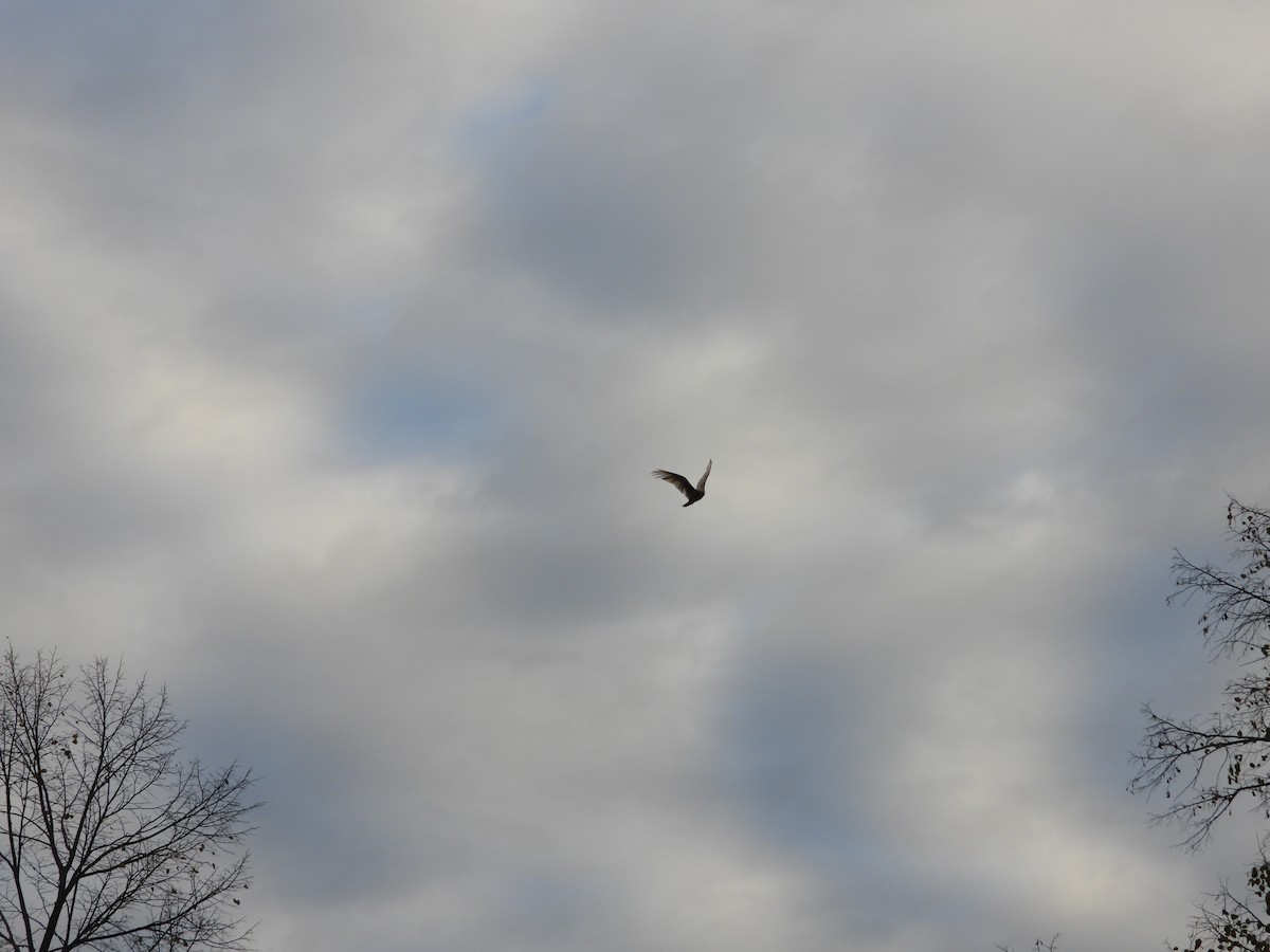 Turkey Vulture - ML644645924