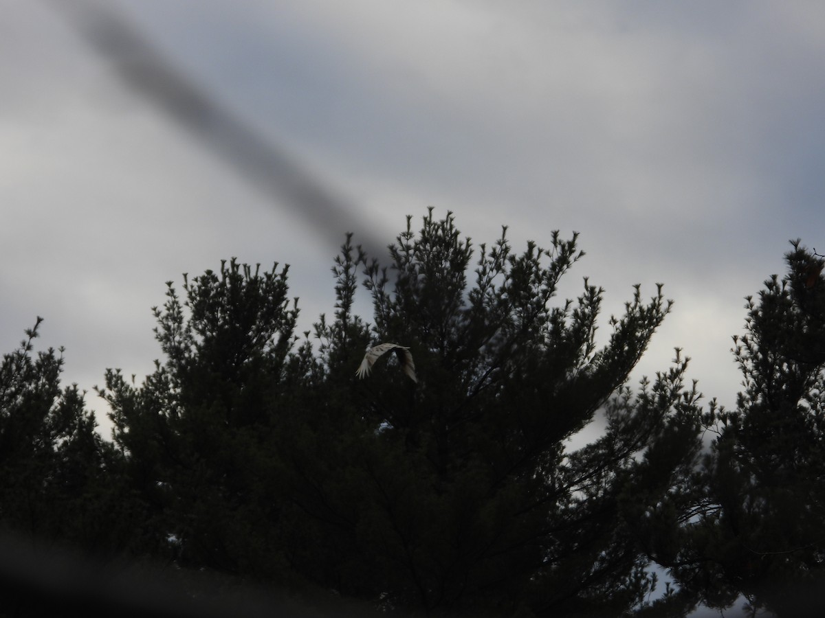 Turkey Vulture - ML644645925