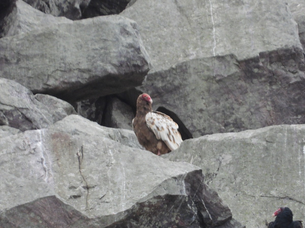 Turkey Vulture - ML644645926