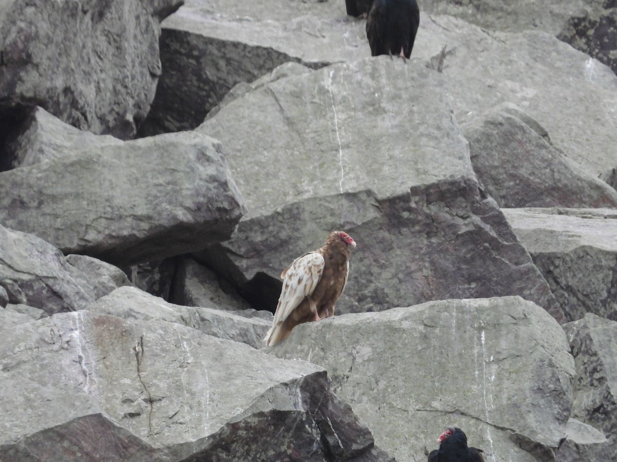 Turkey Vulture - ML644645927