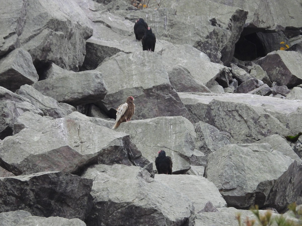 Turkey Vulture - ML644645928