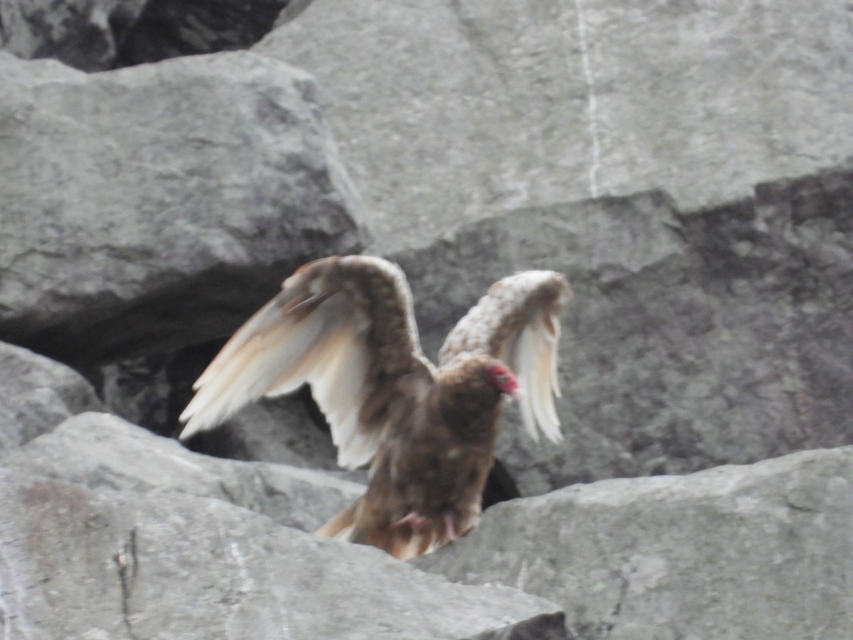 Turkey Vulture - ML644645929