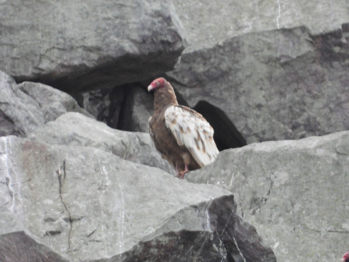 Turkey Vulture - ML644645930