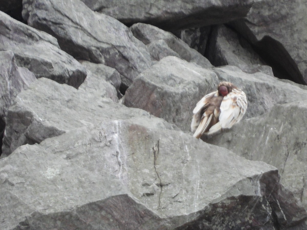 Turkey Vulture - ML644645931