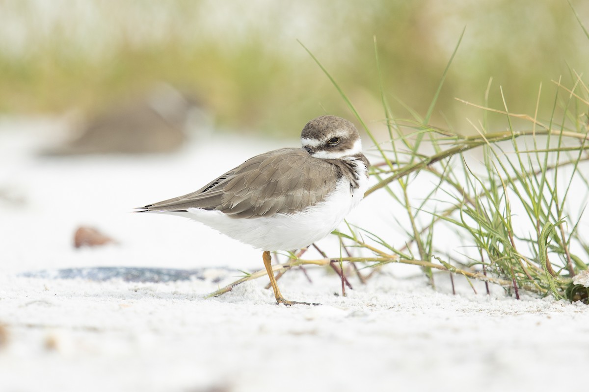 Semipalmated Plover - ML644645951