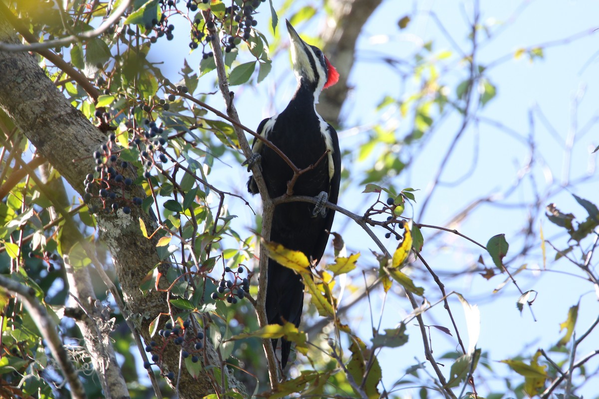 Pileated Woodpecker - ML644645964