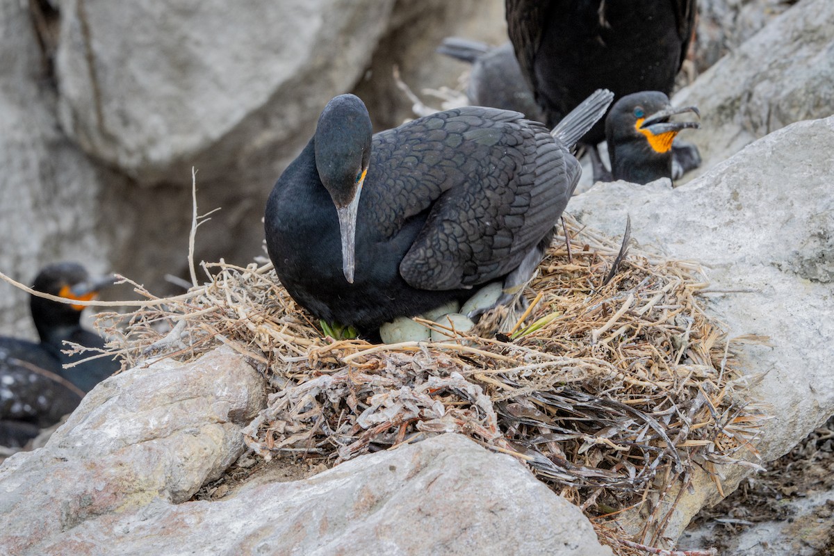 Cape Cormorant - ML644646054