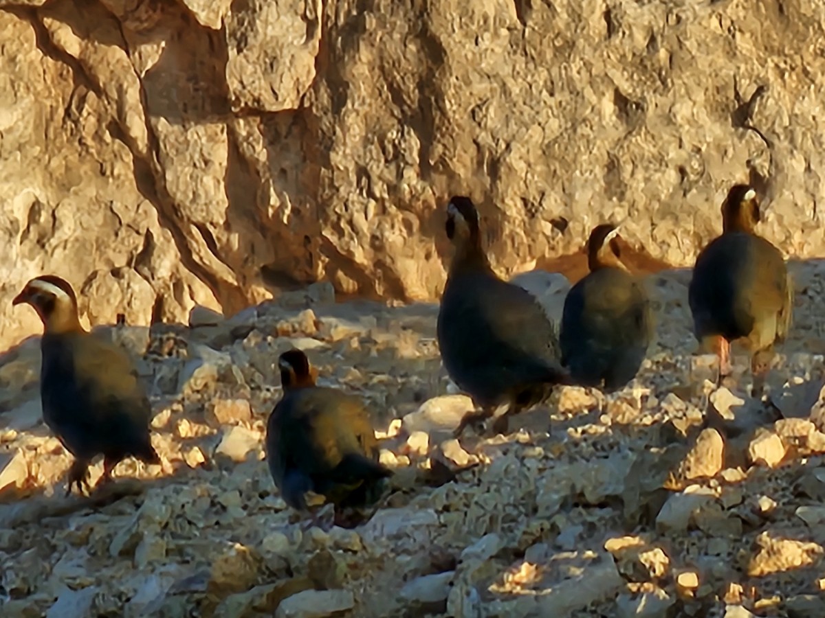 アラビアイワシャコ - ML644646073