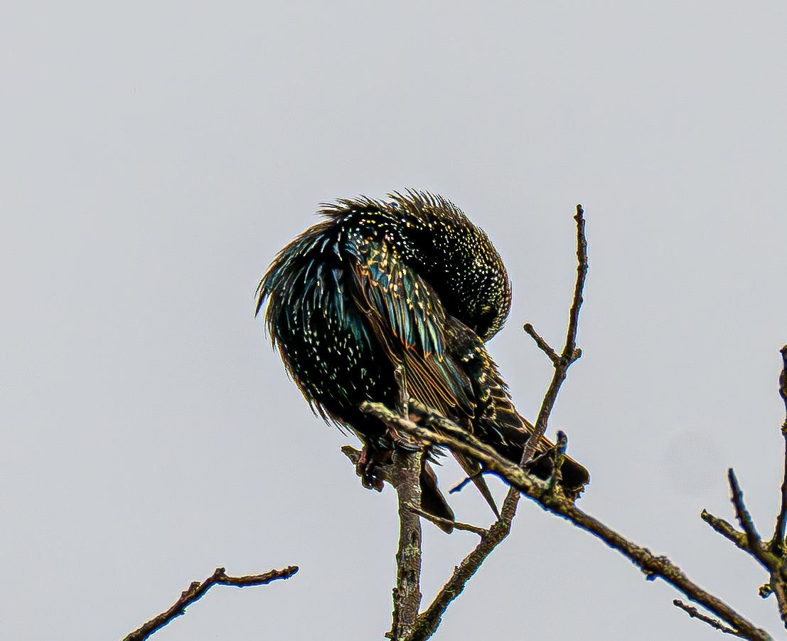 European Starling - ML644646076