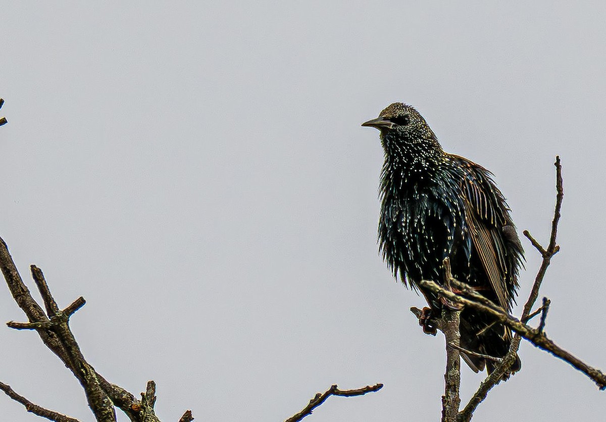 European Starling - ML644646077