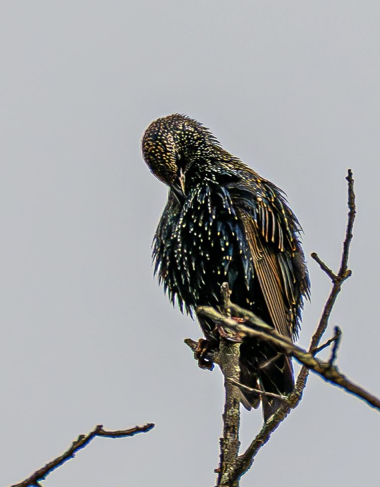 European Starling - ML644646078