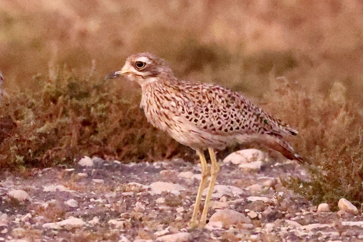 Spotted Thick-knee - ML644646083