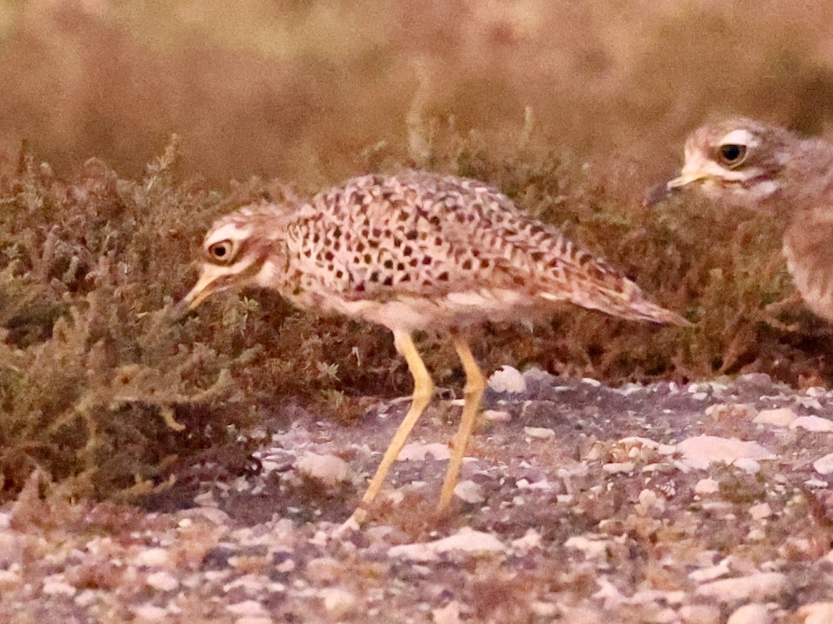 Spotted Thick-knee - ML644646084
