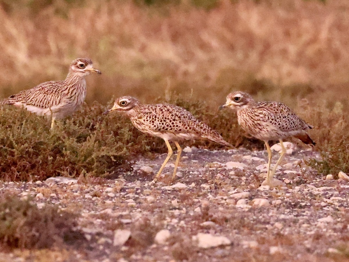 Spotted Thick-knee - ML644646085