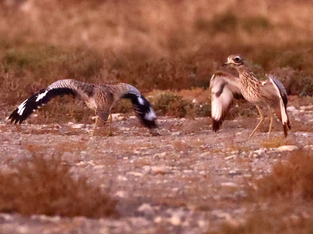 Spotted Thick-knee - ML644646086