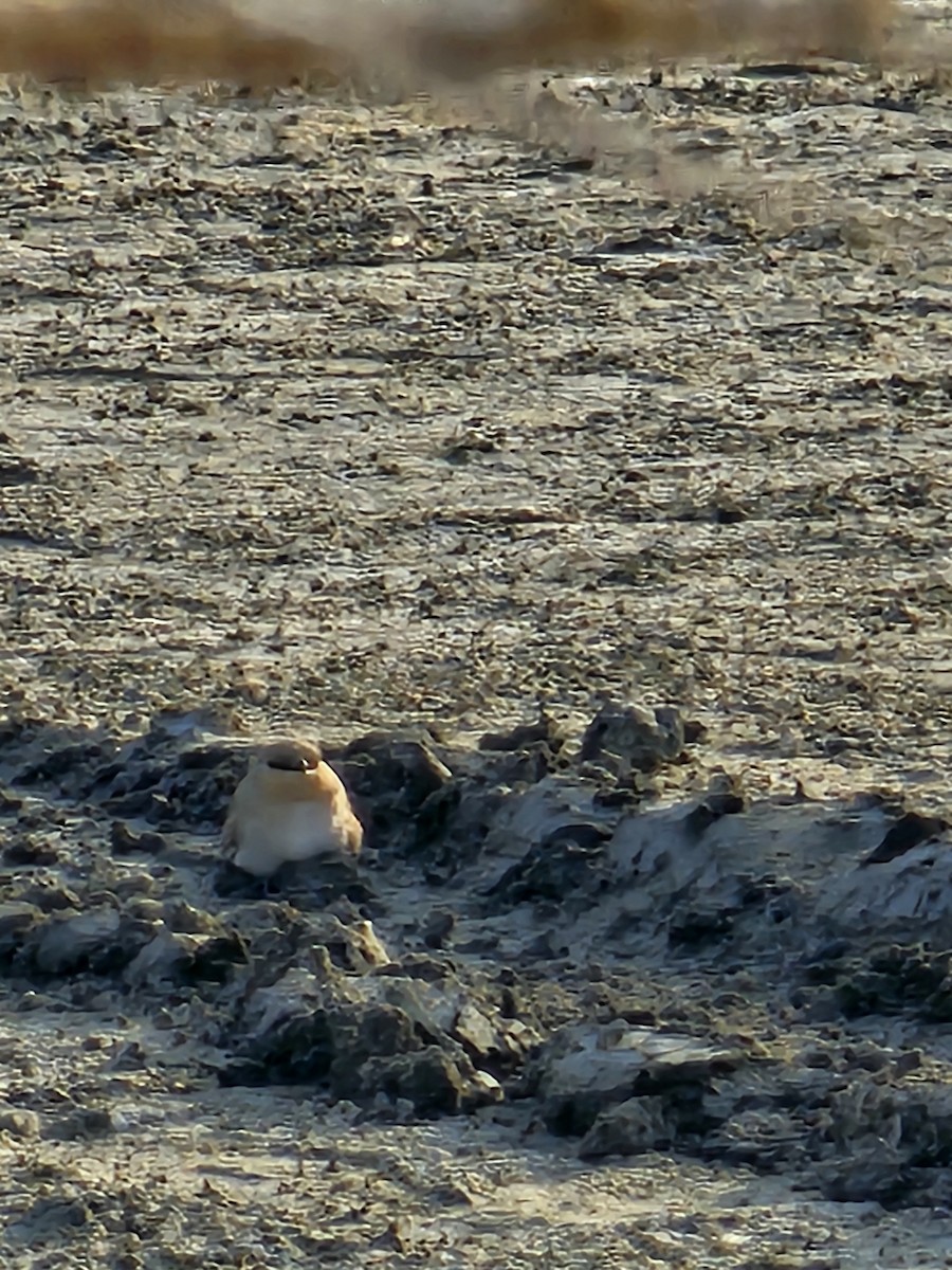 Small Pratincole - ML644646096