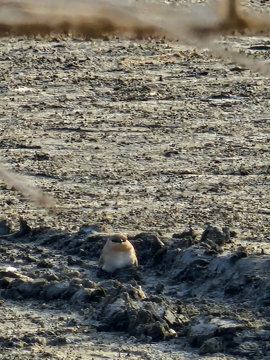 Small Pratincole - ML644646100