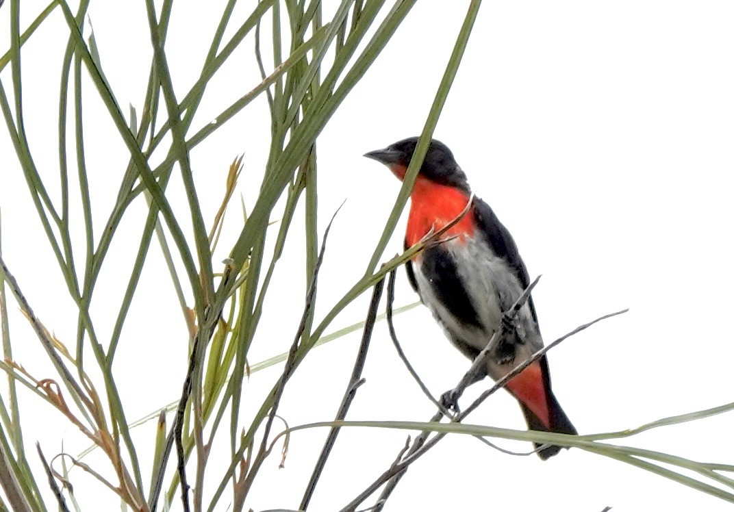 Mistletoebird - ML644646102