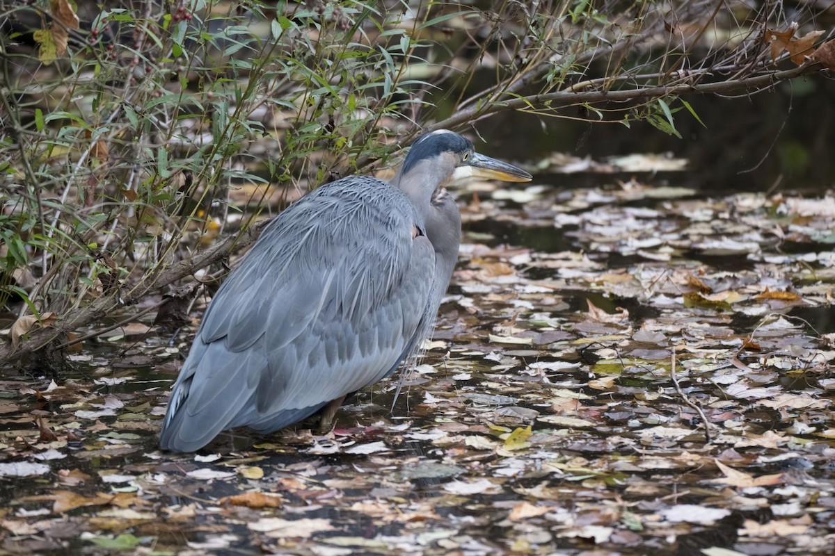 Great Blue Heron - ML644646106