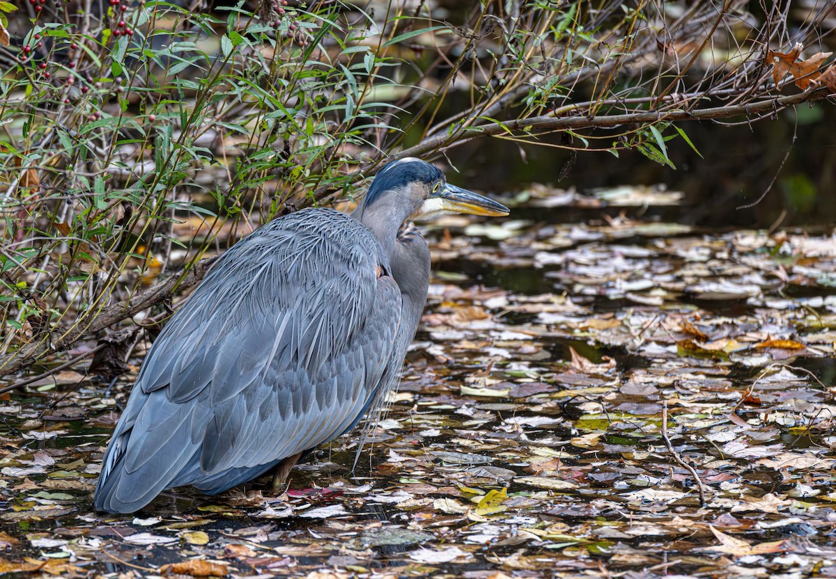 Great Blue Heron - ML644646108