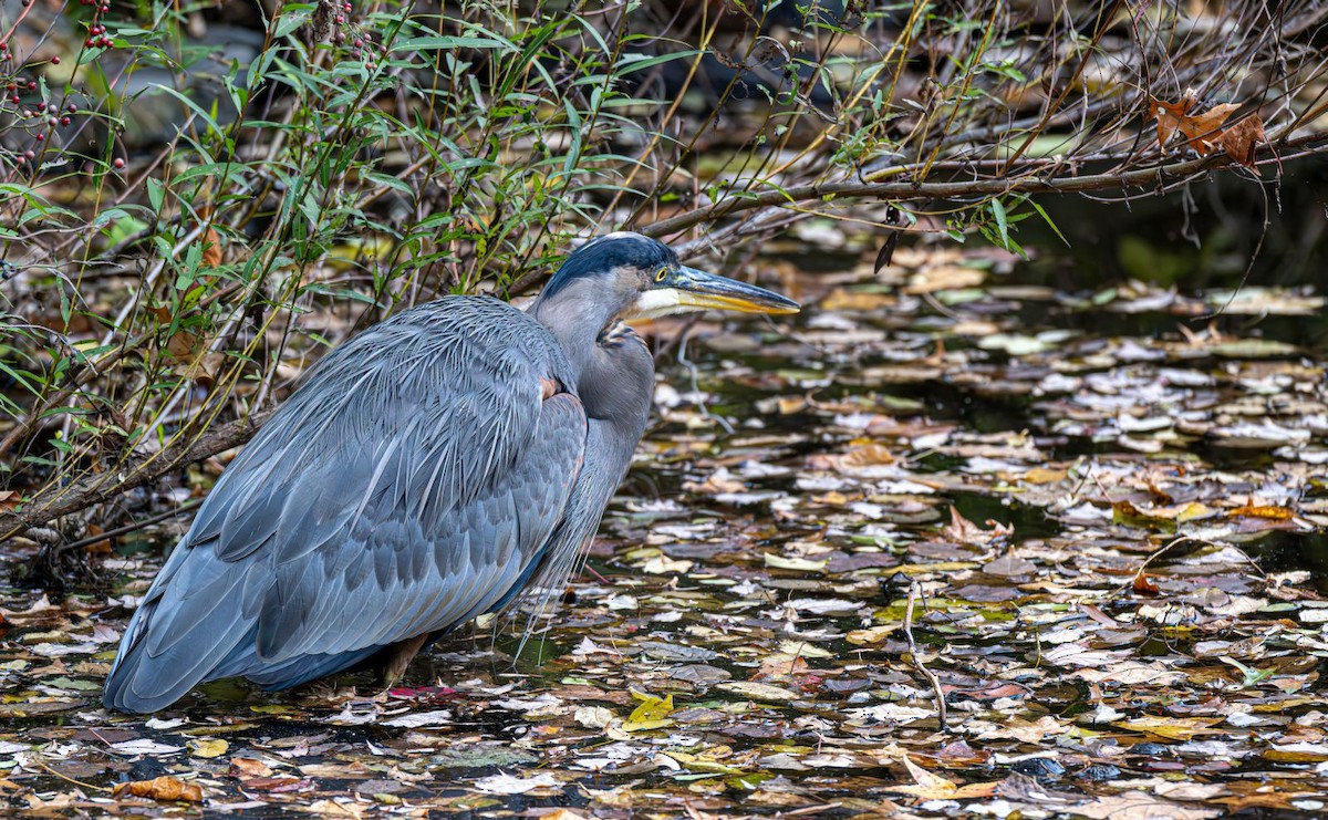 Great Blue Heron - ML644646109