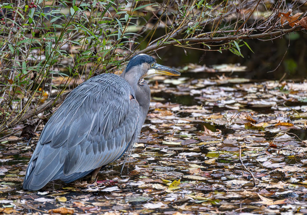 Great Blue Heron - ML644646110