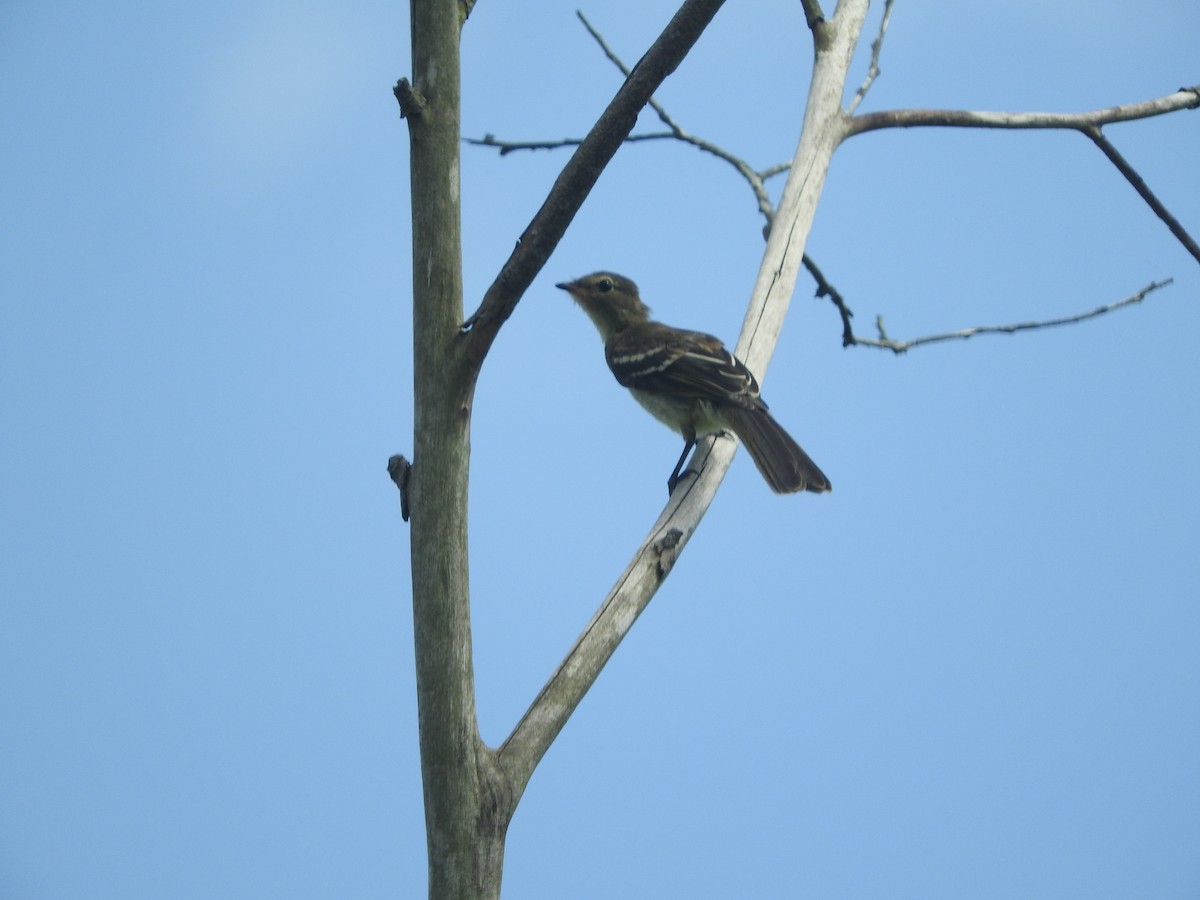 Small-headed Elaenia - ML644646118