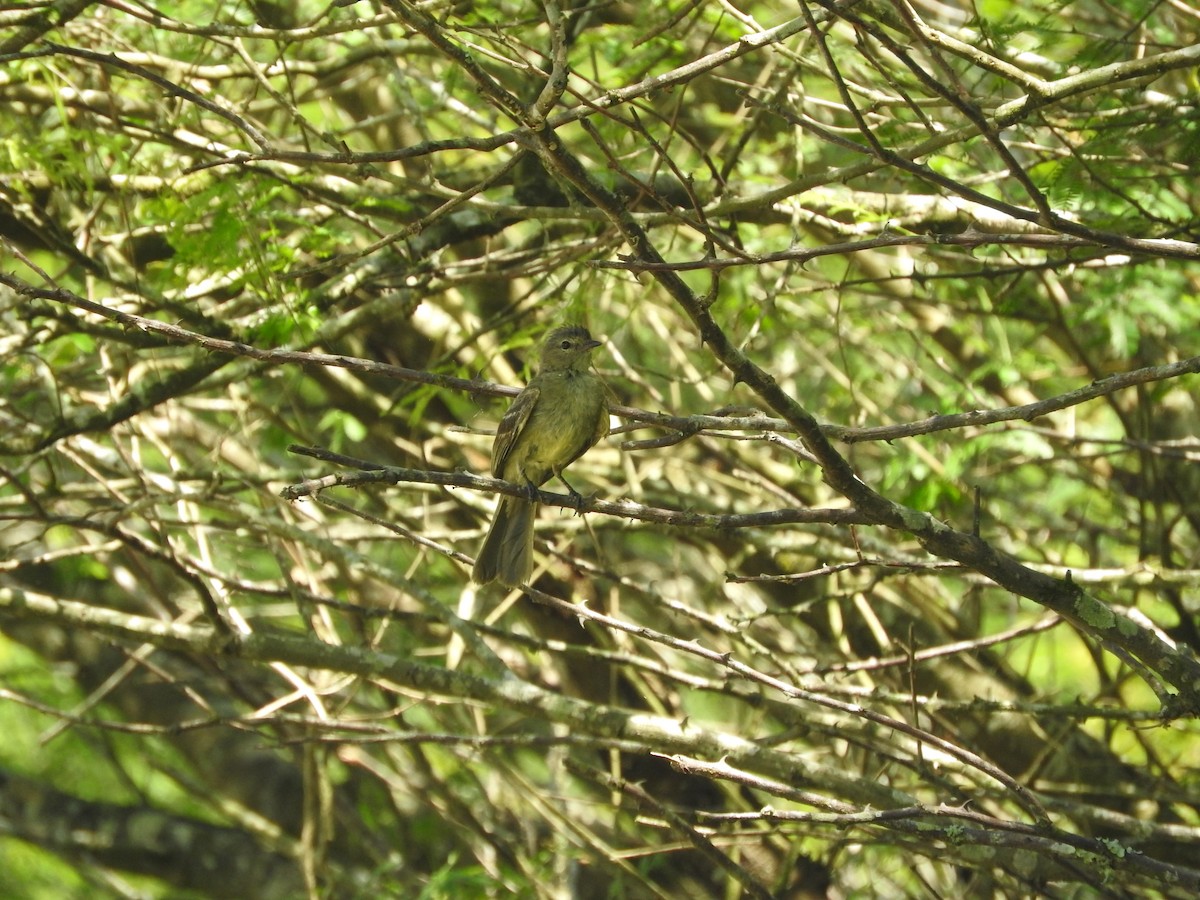 Small-headed Elaenia - ML644646119