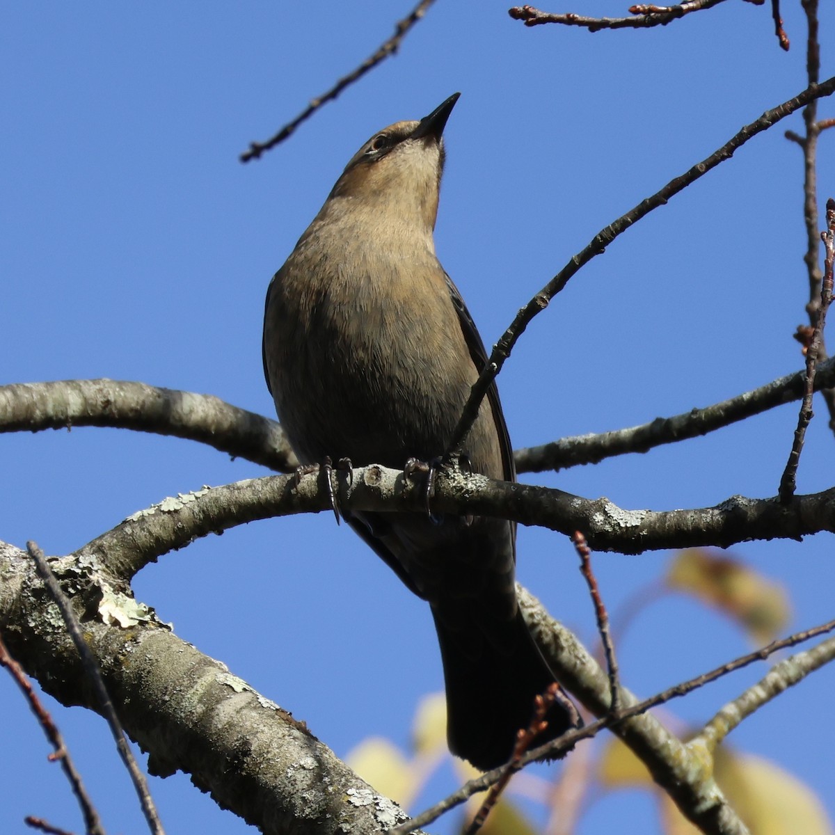 Rusty Blackbird - ML644646121
