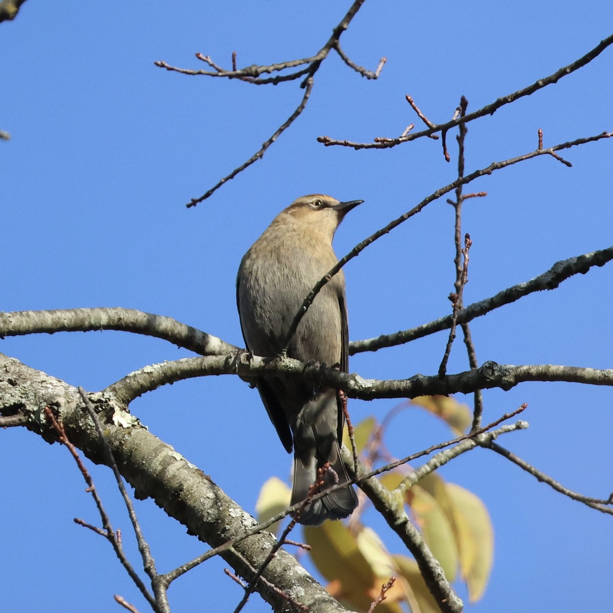 Rusty Blackbird - ML644646122