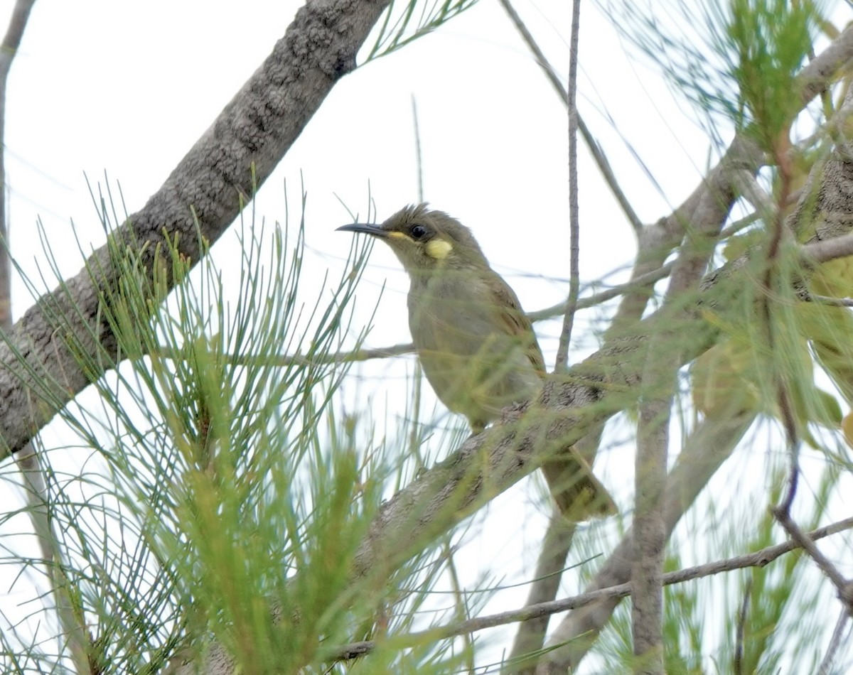 Graceful Honeyeater - ML644646165