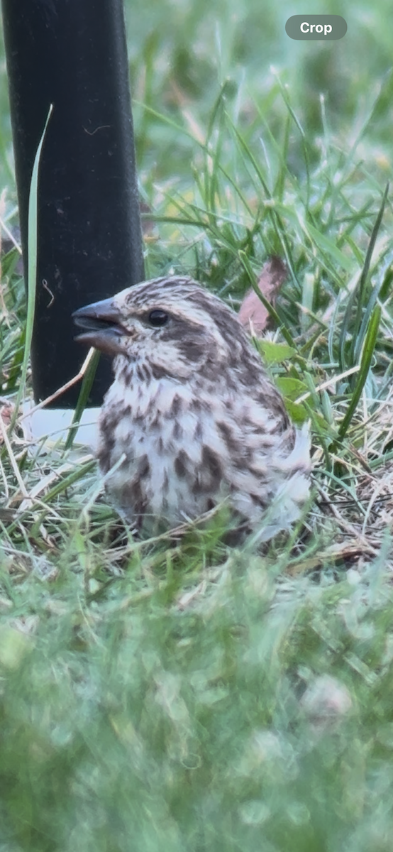 Purpurgimpel - ML644646169