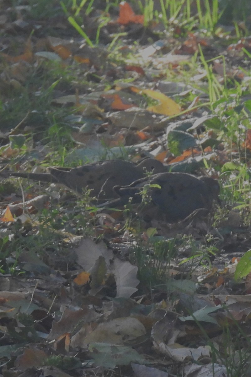 Mourning Dove - ML644646181