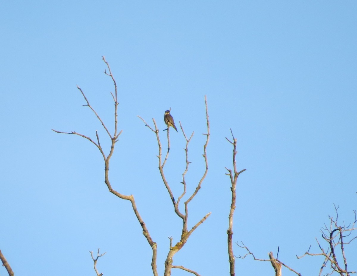 Merlin - ML644646188