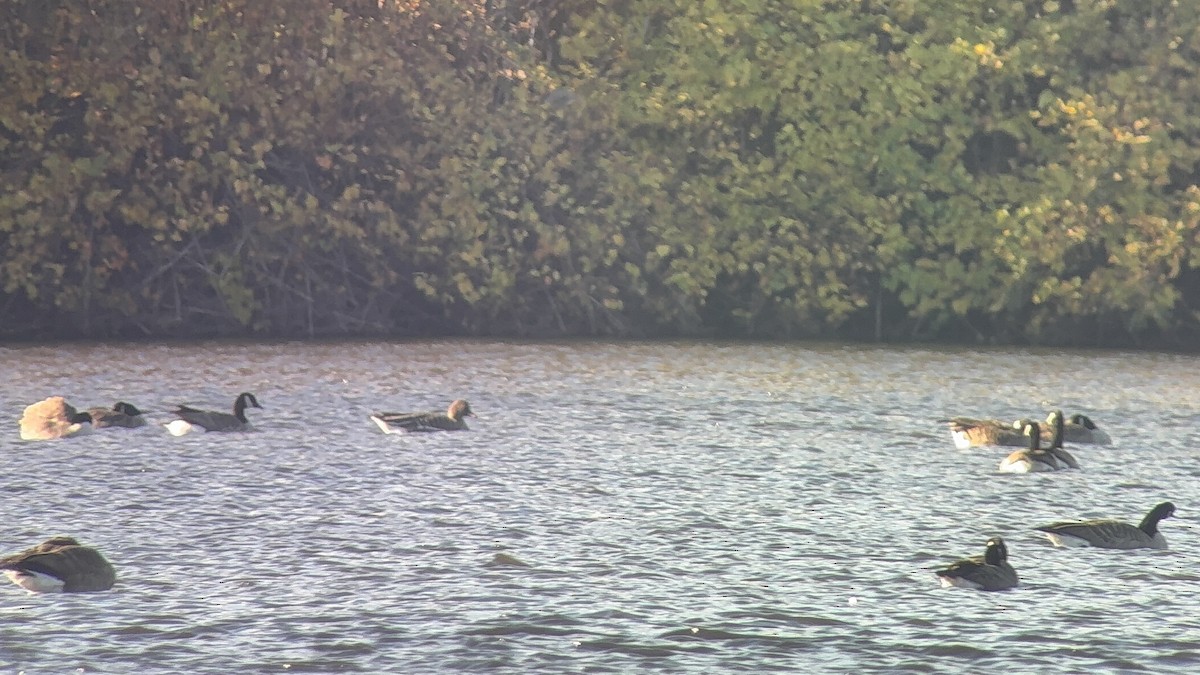 Tundra Bean-Goose - ML644646197