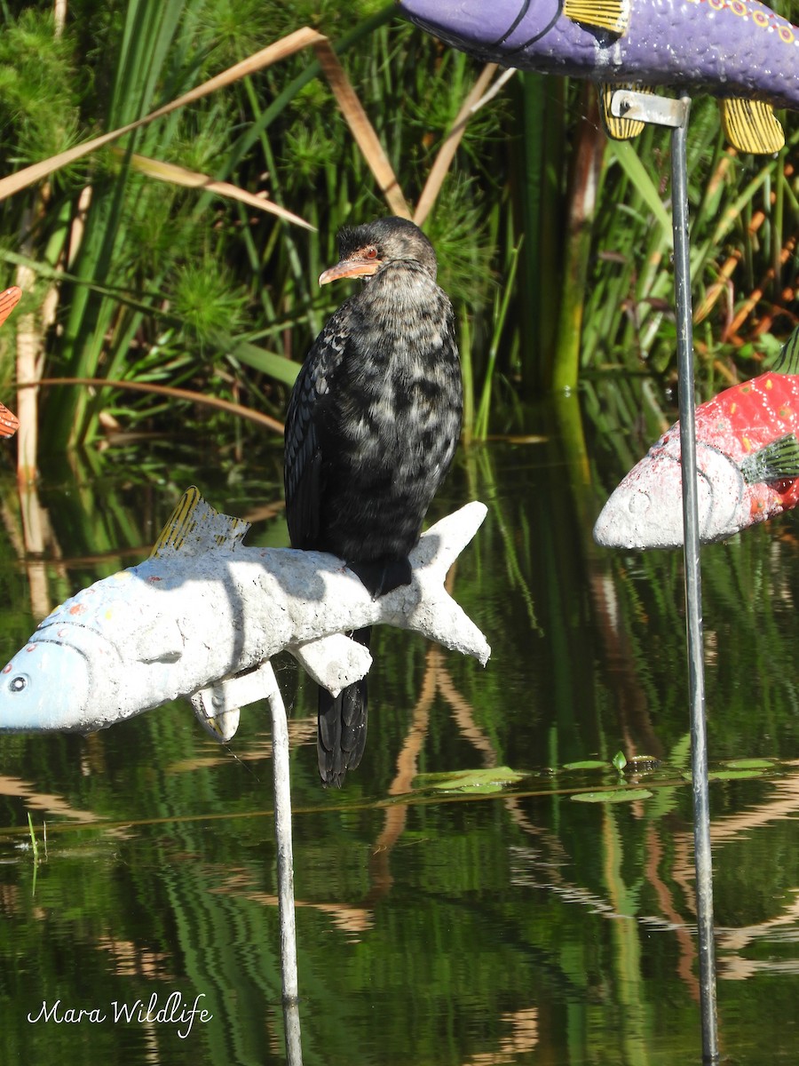 Reed Cormorant - ML644646222