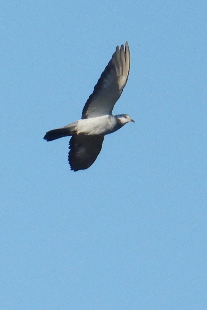 יונת בית - ML644646223