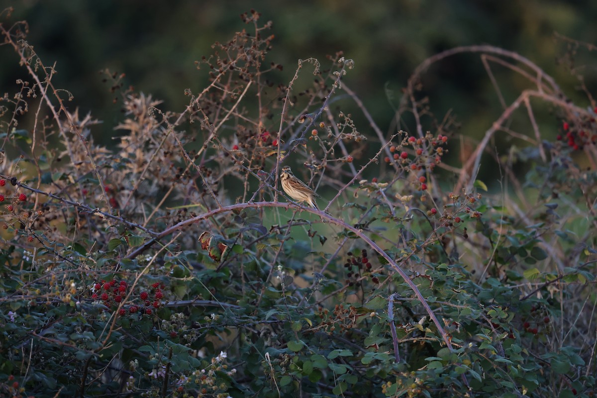 Zingira-berdantza eurasiarra - ML644646251