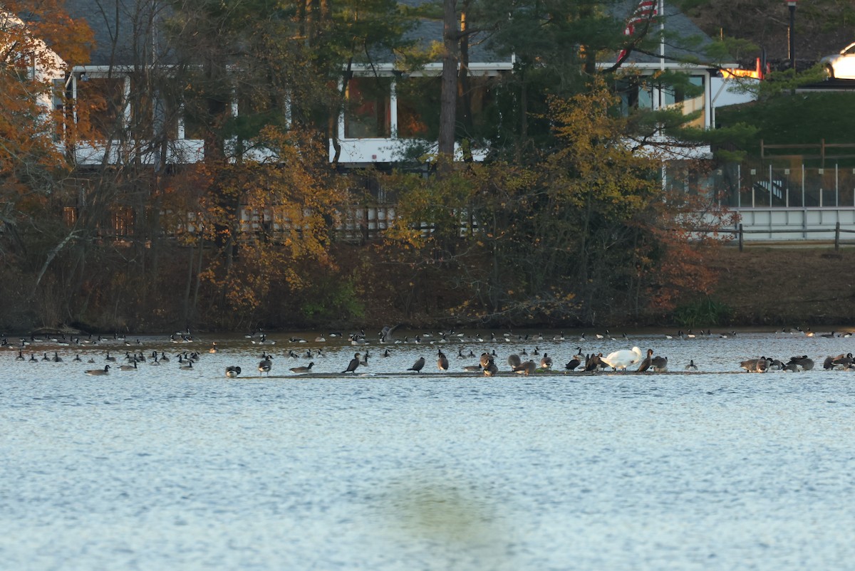 Tundra Bean-Goose - ML644646267